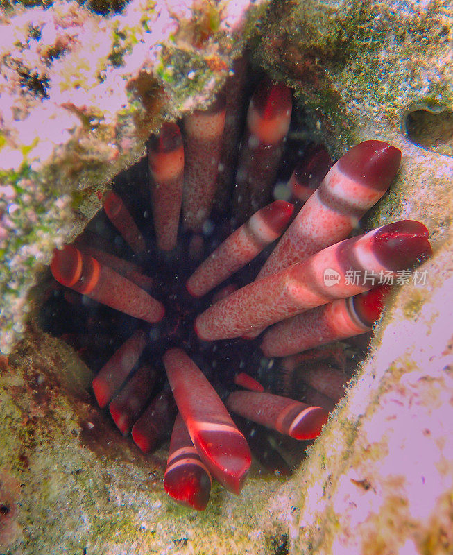 岩质铅笔海胆(异ocentrotus mamillatus)